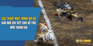 Các Thuật Ngữ Trong Đá Gà: Giải Mã Chi Tiết Cho Kê Thủ Mới Tham Gia