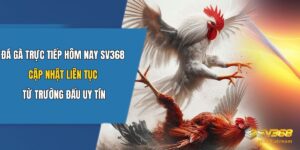 Đá Gà Trực Tiếp Hôm Nay SV368: Cập Nhật Liên Tục Từ Trường Đấu Uy Tín