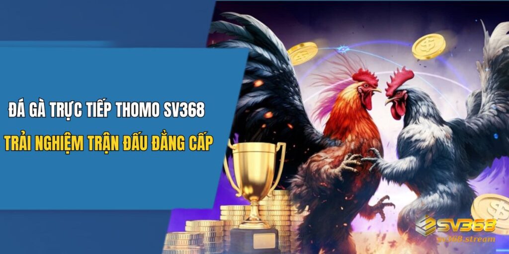 Đá Gà Trực Tiếp Thomo SV368: Trải Nghiệm Trận Đấu Đẳng Cấp