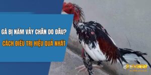 Gà Bị Nấm Vảy Chân Do Đâu? Cách Điều Trị Hiệu Quả Nhất